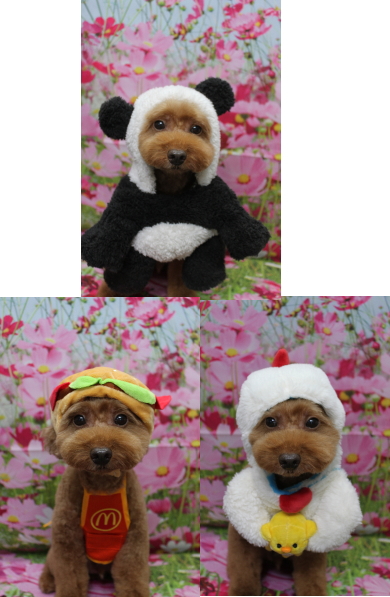 千葉県船橋市のトイプードルのトリミング画像