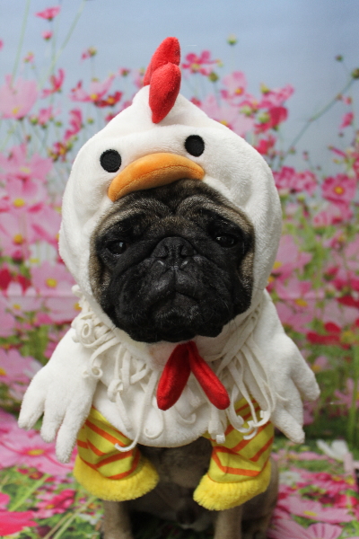 千葉県鎌ケ谷市のパグのトリミング画像