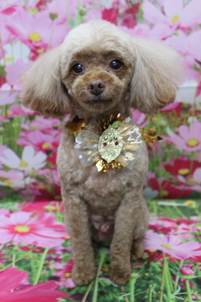 千葉県船橋市のトイプードルのトリミング画像