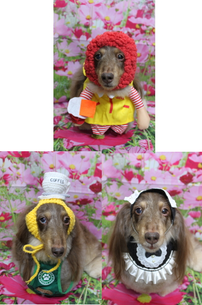 千葉県松戸市のミニチュアダックスのトリミング画像