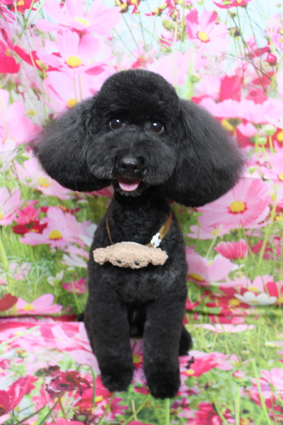 千葉県船橋市のトイプードルのトリミング画像