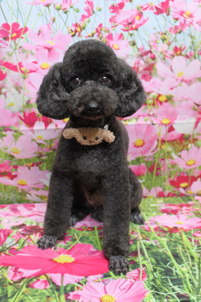 千葉県鎌ヶ谷市のトイプードルのトリミング画像