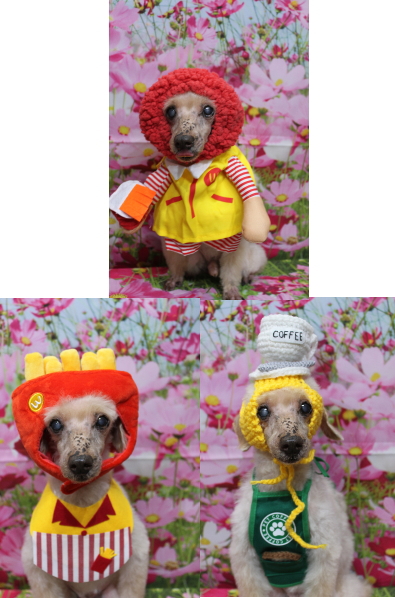 千葉県船橋市のトイプードルのトリミング画像