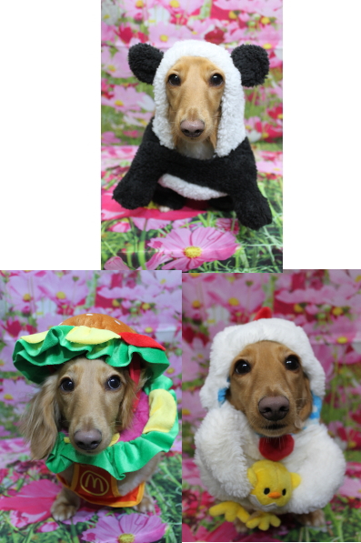 千葉県船橋市のミニチュアダックスのトリミング画像