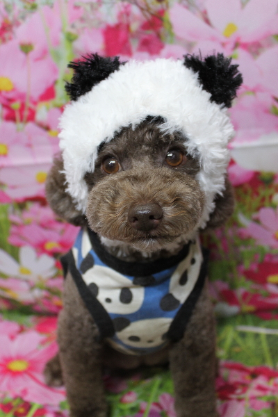 千葉県市川市のトイプードルのトリミング画像