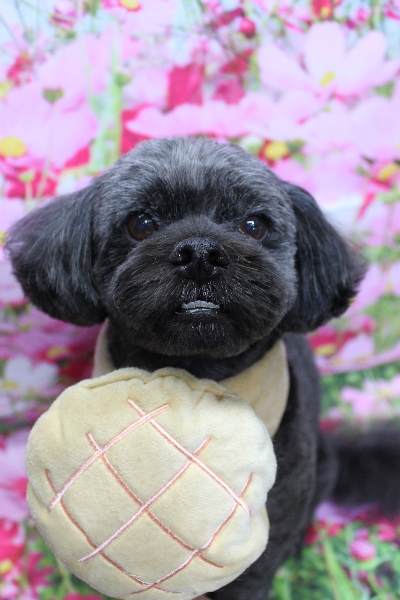 千葉県船橋市ミックス犬のトリミング画像
