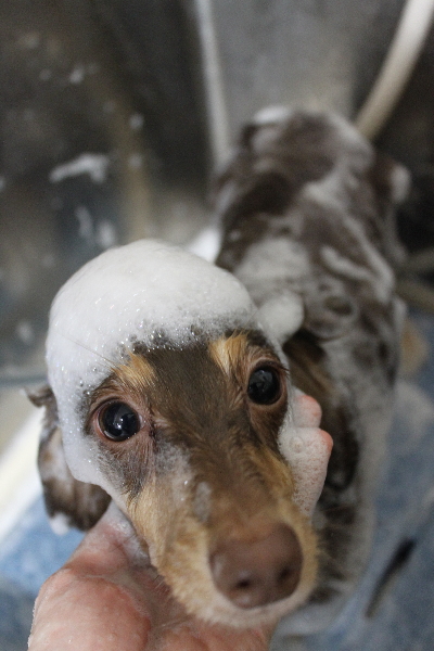 千葉県船橋市のミニチュアダックスのシャンプー画像