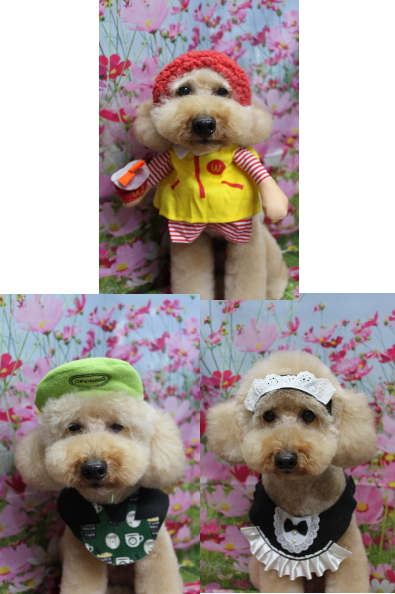 千葉県船橋市のトイプードルのトリミング画像