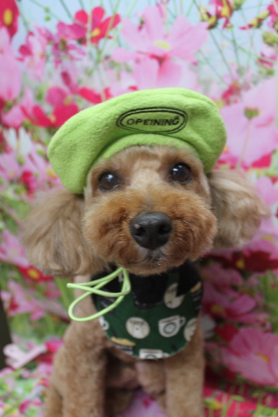 千葉県船橋市のトイプードルのトリミング画像