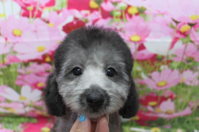 トイプードルブリーダーの子犬、トリミング画像