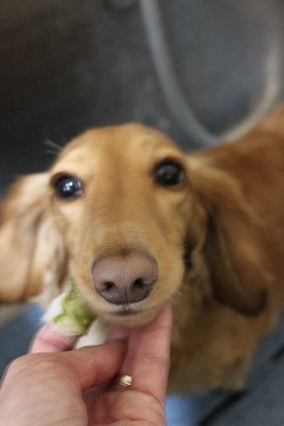 千葉県船橋市のミニチュアダックスの歯磨き画像