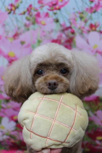 千葉県船橋市のトイプードルのトリミング画像