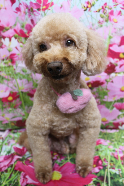 千葉県船橋市のトイプードルのトリミング画像