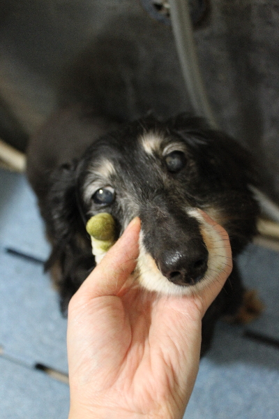 千葉県鎌ヶ谷市のミニチュアダックスの歯磨き画像