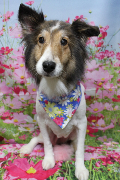 千葉県船橋市のシェルティーのトリミング画像