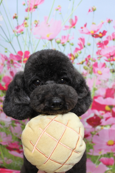 千葉県鎌ヶ谷市のトイプードルのトリミング画像