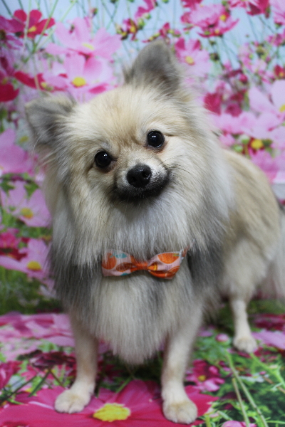 千葉県船橋市のポメラニアンのトリミング画像