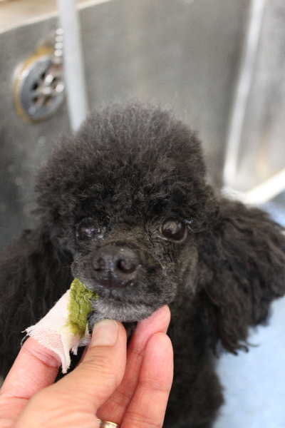 千葉県鎌ヶ谷市のトイプードルの歯磨き画像