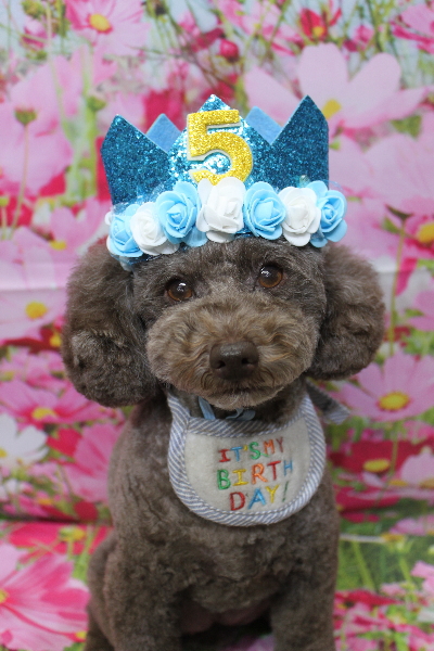 千葉県市川市のトイプードルのトリミング画像