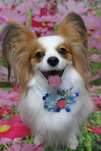 千葉県鎌ヶ谷市のパピヨンのトリミング画像