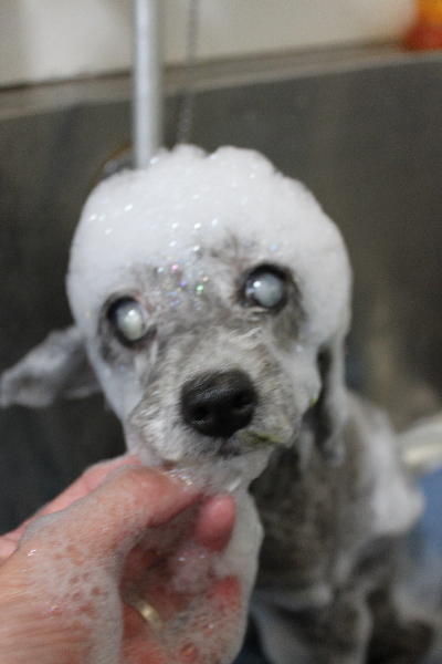 千葉県船橋市のトイプードルのシャンプー画像