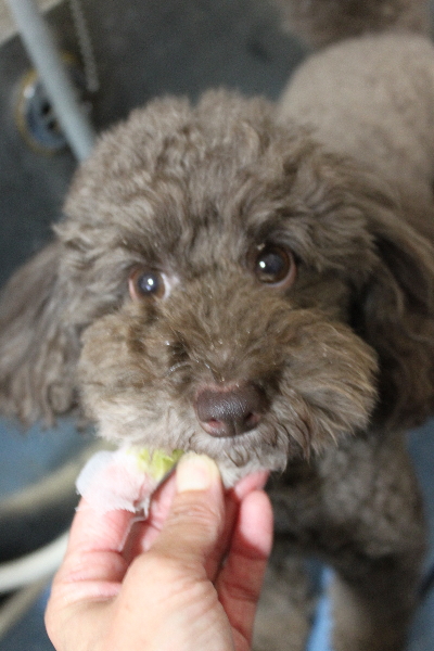 千葉県千葉市のトイプードルの歯磨き画像