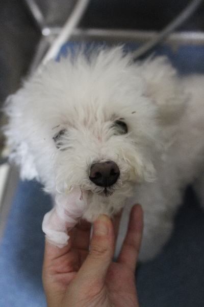 千葉県習志野市のトイプードルの歯磨き画像