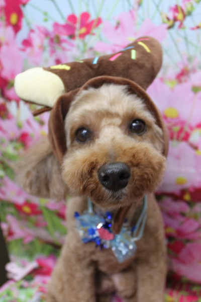 千葉県船橋市のトイプードルのトリミング画像