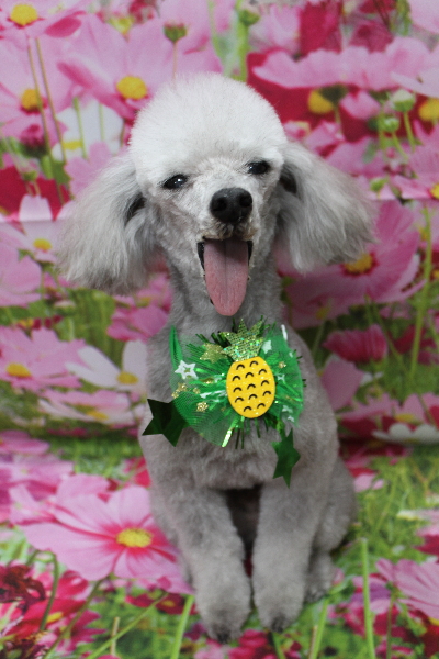 千葉県船橋市のトイプードルのトリミング画像