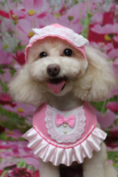 千葉県船橋市のトイプードルのトリミング画像