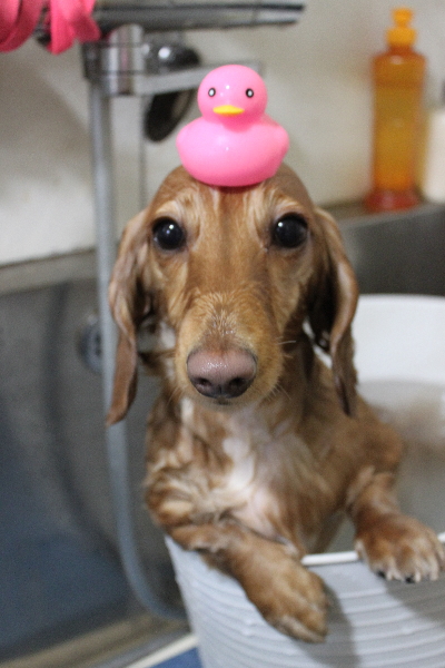 千葉県船橋市のミニチュアダックスの炭酸泉画像