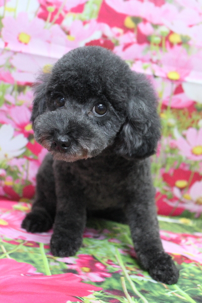 トイプードルブリーダーの成犬、トリミング画像