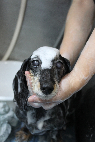 千葉県鎌ヶ谷市のミニチュアダックスのシャンプー画像