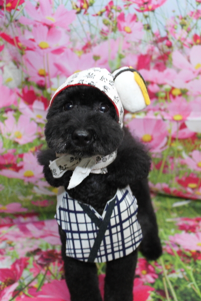 千葉県船橋市のトイプードルのトリミング画像