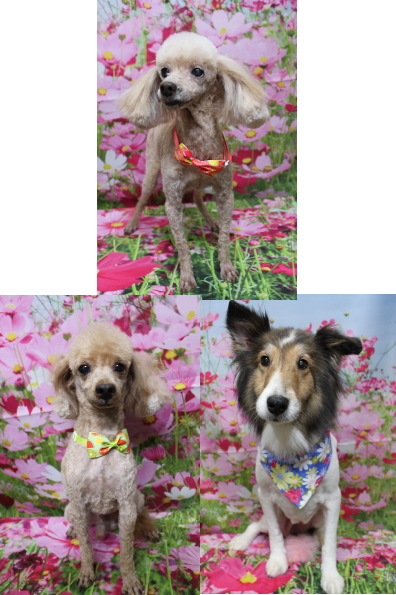 千葉県船橋市のトイプードルのトリミング画像