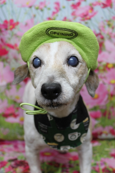 千葉県船橋市のジャックラッセルのトリミング画像