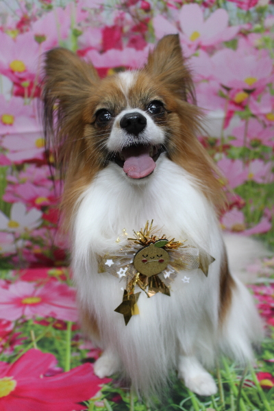 千葉県鎌ヶ谷市のパピヨンのトリミング画像