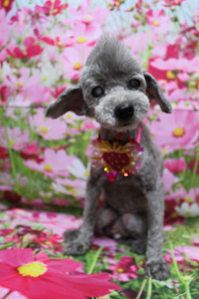 千葉県船橋市のトイプードルのトリミング画像