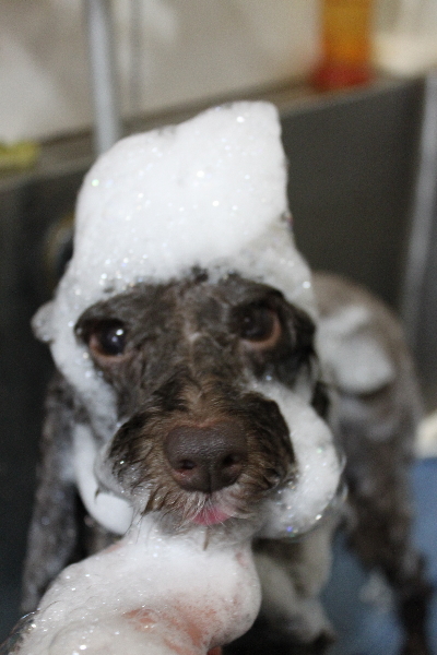 千葉県千葉市のトイプードルのシャンプー画像