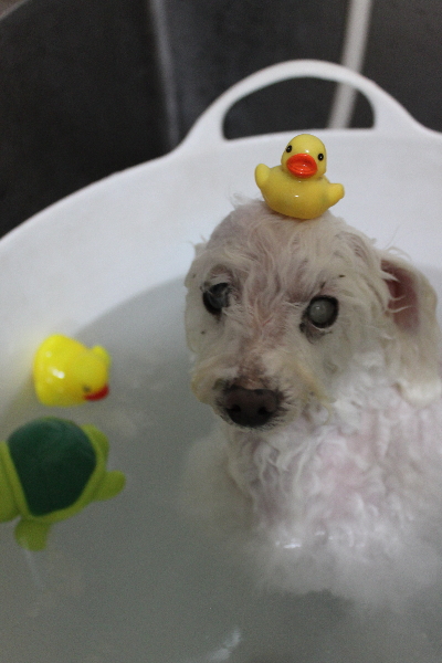 千葉県習志野市のトイプードルの炭酸泉画像