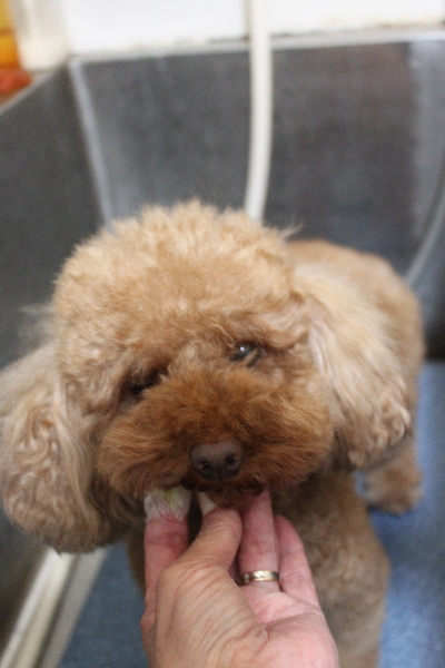 神奈川県横浜市のトイプードルの歯磨き画像