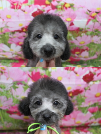 トイプードルブリーダーの子犬、トリミング画像