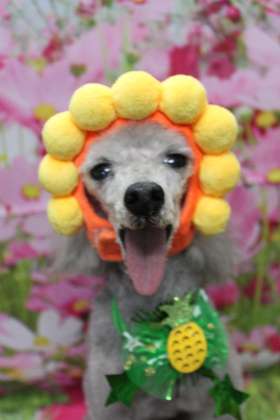 千葉県船橋市のトイプードルのトリミング画像