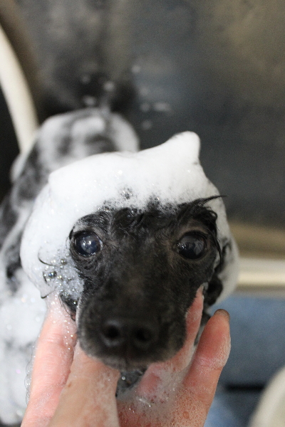 千葉県船橋市のトイプードルのシャンプー画像