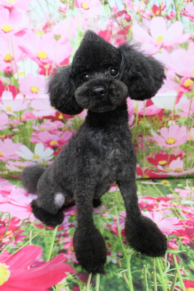 トイプードルブリーダーの成犬、トリミング画像