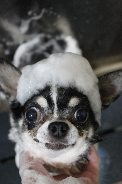 千葉県鎌ヶ谷市のチワワのシャンプー画像