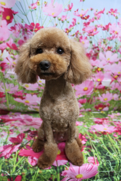 トイプードルブリーダーの成犬、トリミング画像