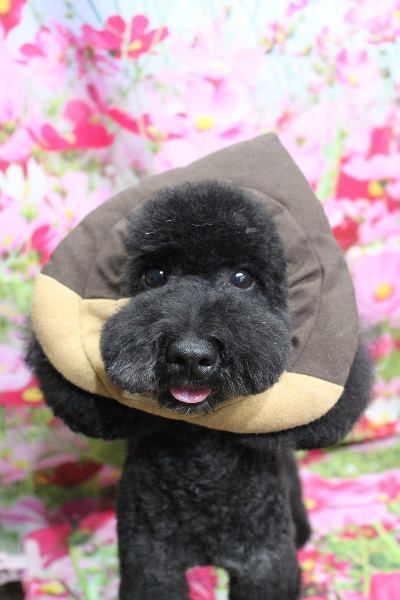 千葉県船橋市のトイプードルのトリミング画像