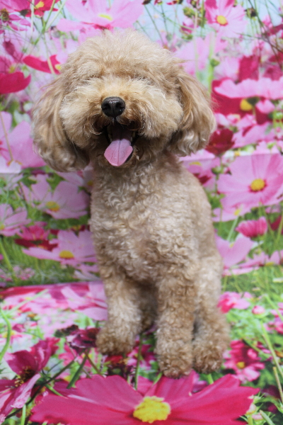 千葉県船橋市のトイプードルのトリミング前画像