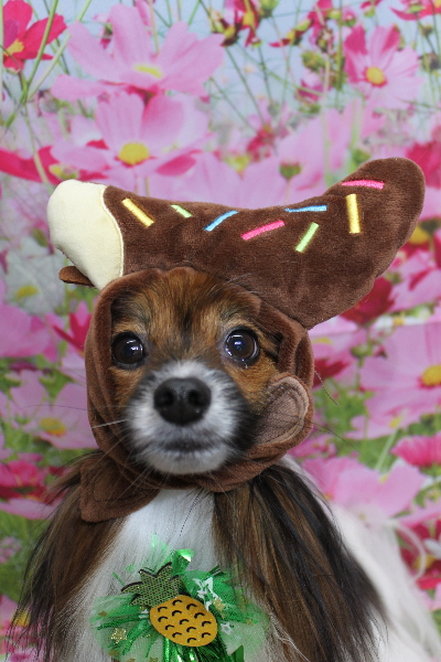 千葉県鎌ヶ谷市のパピヨンのトリミング画像